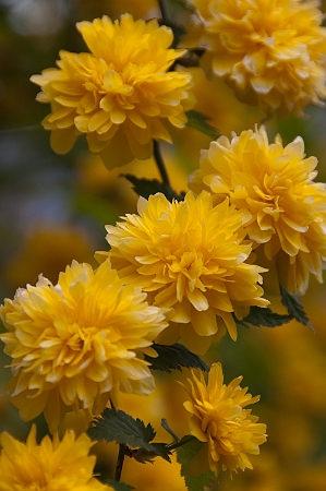 Kerria Japonica - Japanese rose